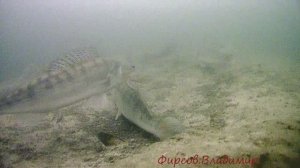 А почему Ы .?