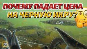 Бизнес на осетрах. Кто в итоге заработает ₽? А кто прогорит?👀
