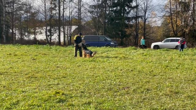 1 Отл. КЧК Оберлауф ШЕЙКЕР +++ №61. ТВЕРЬ 12 октября`25 Моно немецких овчарок