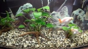 Мои аквариумы 24.10.2025г.