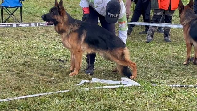 ЮНИОРЫ КОБЕЛИ / КЧК ТВЕРЬ 12 октября`25 Т.Шишкина Моно немецких овчарок