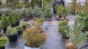 30-10-2025.Питомник растений Мега Парнас.