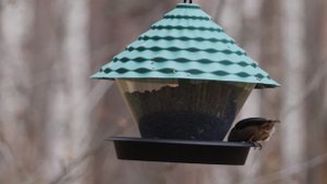 Кормление птиц на кормушки