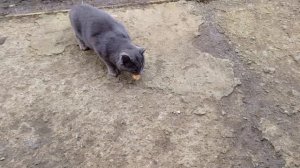 Занялась рукоделием.Не морковь,не свёкла.Уборка территории.