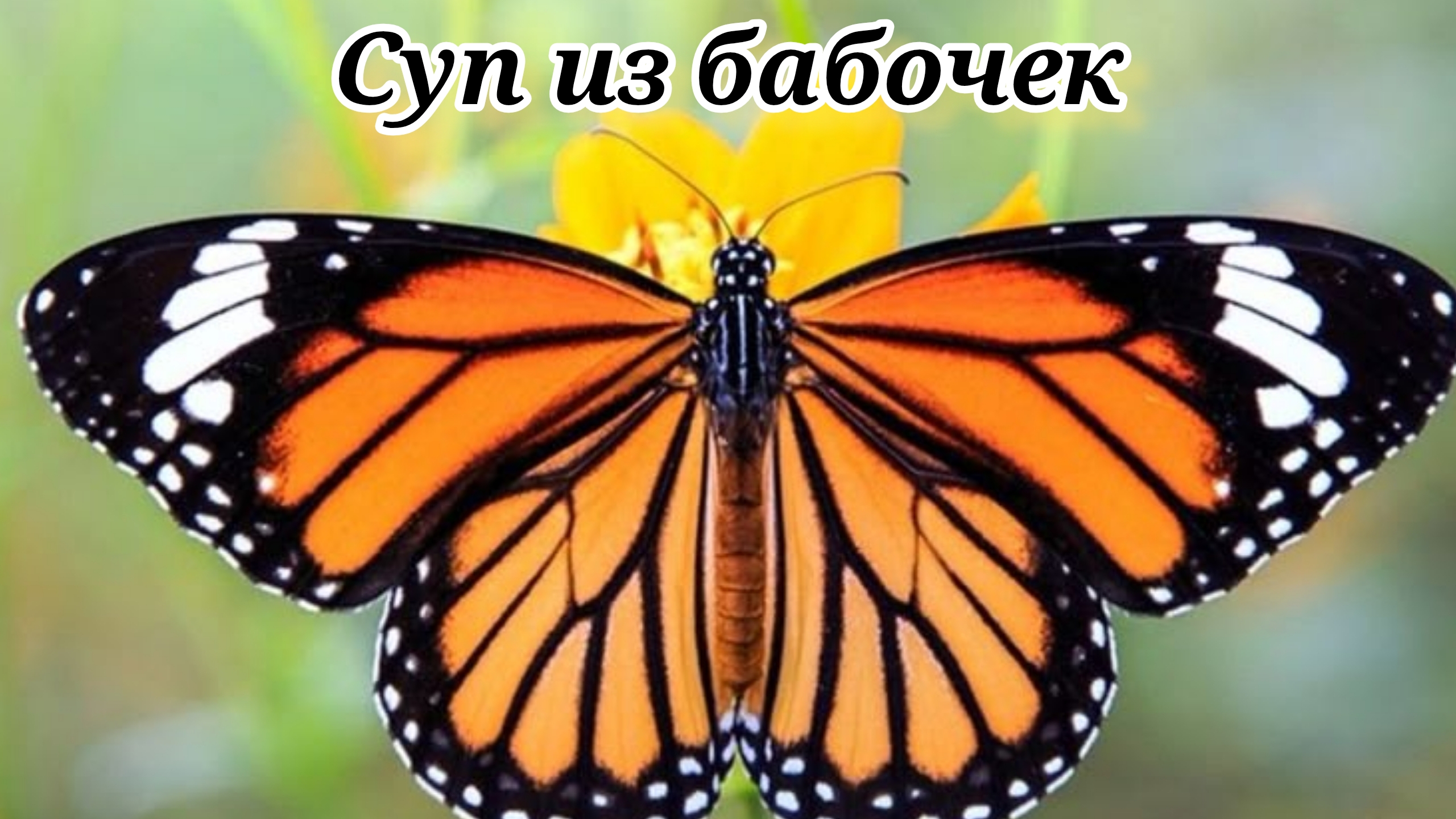 Метафора, о бабочке 🦋 смотреть онлайн