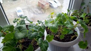 25.10.2025 г.Обзор комнатных растений