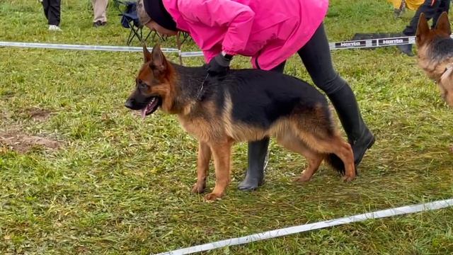 ЩЕНКИ СУКИ / КЧК ТВЕРЬ 12 октября`25 Т.Шишкина Моно немецких овчарок