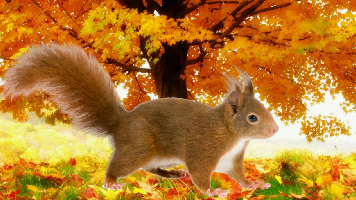 Детям о животных. Как белка готовится к зиме.