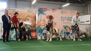 28.09.2025, СПб. Клуб "Спарс" (РКФ, РФСС). Выставка собак САС 5 группы FCI
