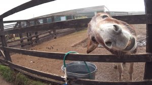 КФХ Великолепный страус и вкусный))) Башкортостан.