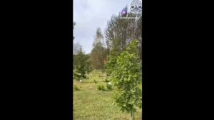 372=МОТОТАНЯ=ДЕРЕВО=ЖИЗНИ