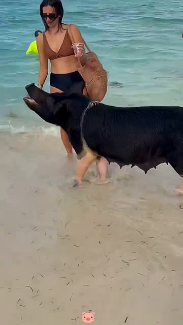 Добро пожаловать в дом свиней