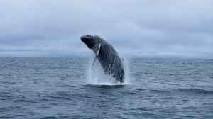 ВЗЛЁТ КИТА НАД ВОДОЙ