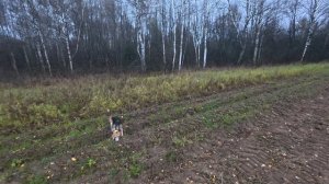 25.10.25 Охота на зайца. Погоняли,не добыли.#hunting #охотаназайца #эстонскаягончая