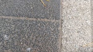 Мышки выбегают, погрысть желают