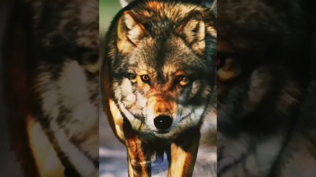 а Барак Вновь Согрелся теплом смотреть онлайн