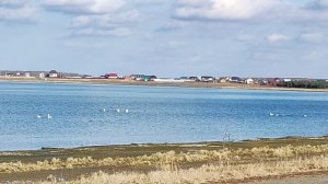 Миграция лебедей. Курганская область.