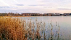 Берег озера " Доволенское" 25.10.2025🍁🍁🌞