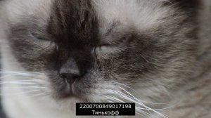 Вас накажут за незаконное получение штрафа