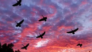 Здесь под небом чужим.....