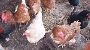 Воскресенье,пеку шаньги.Болтаю с курочками.Погодка супер!🤗