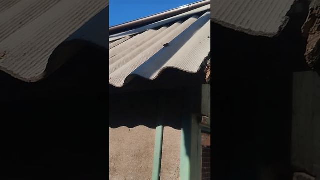 Мариупольские голуби смотреть онлайн