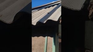 Мариупольские голуби