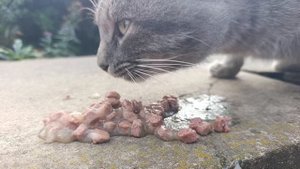 Движение первых