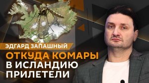 Эдгард Запашный. Олимпиада с крокодилами, комары в Исландии, птичий грипп, ритуалы с животными