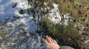 Огородные работы в октябре готовлю саженцы к лютой зиме и прибираю урожай.