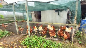 ДЕРЕВЕНСКАЯ ЖИЗНЬ. САЖАЕМ ЧЕСНОК И ЛУК ШАЛОТ. КОСИМ УБИРАЕМ УЧАСТОК.