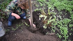 Когда копать хрен