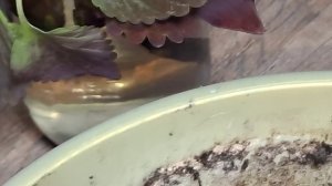 Колеус, Китя и чучундра