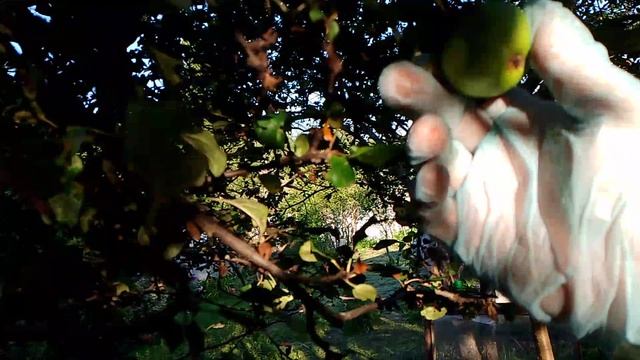 02-08-2025 Хотел яблоню спилить, увидел плоды и решил оставить :) смотреть онлайн