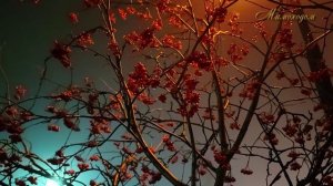 "МИМОХОДОМ", 26 октября 2024 год. Автор проекта О. Дзиов