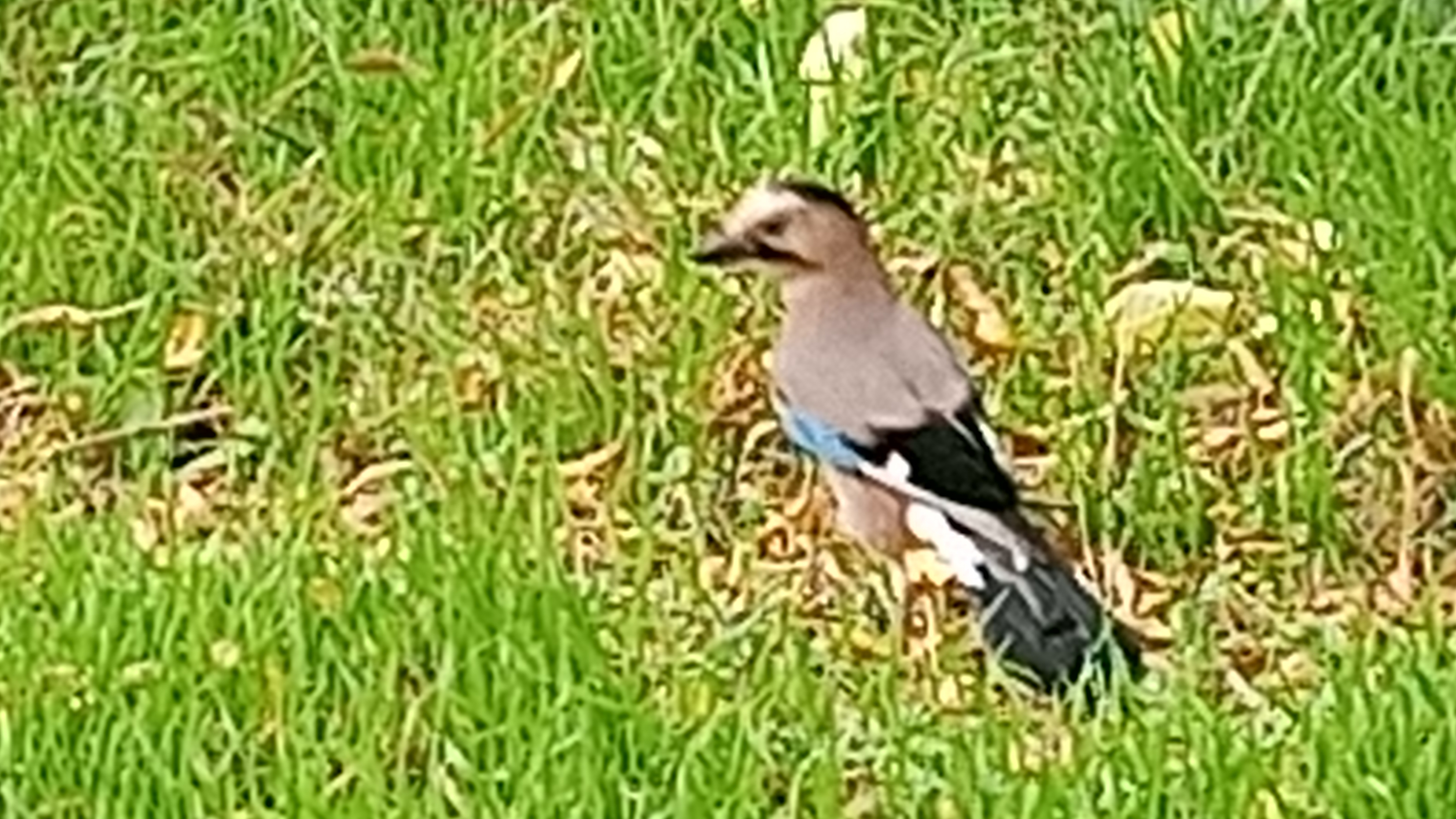 Птицы. Сойка. смотреть онлайн