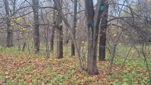 Ещё одна белка