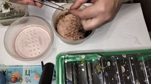 Видео √1.Адаптация растений in vitro