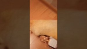 Клуб лапусики 5 исключение