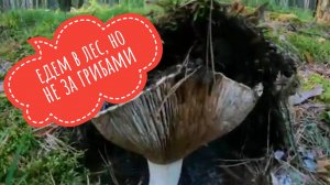 Едем в лес, но не за грибами