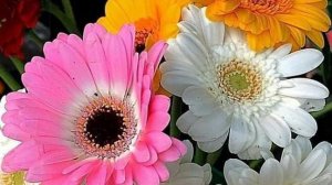 СП"Цветочный калейдоскоп ".Отчëт за октябрь.