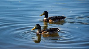 Осенние зарисовки октябрь 2025