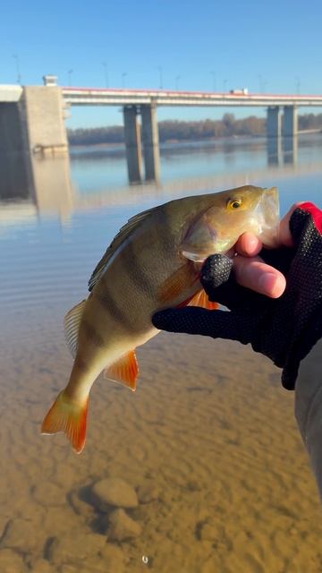 Окунь на Неве!🎣