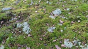 Осенние моменты.