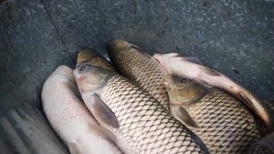 Зарыбление водоемов Башкортостана 2025