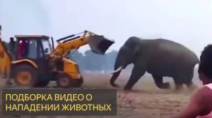 85 Самых ЖЕСТОКИХ НАПАДЕНИЙ ЖИВОТНЫХ, заснятых на камеру