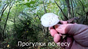 Прогулки по лесу  Выбрал место где я все-таки поставлю фотоловушку