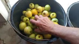Мой рецепт "мочёных" яблок
