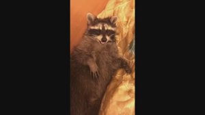 #смешныевидео -33