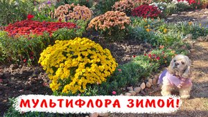 Как укрыть хризантемы на зиму! Зимовка хризантемы Мультифлора